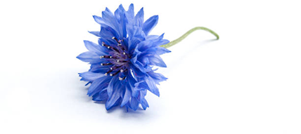 bleuet laboessie pour hydrolat